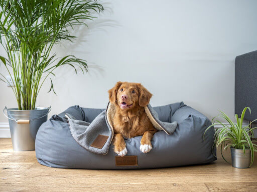 6 Essentials You Need to Prepare Before Bringing Home a New Pet